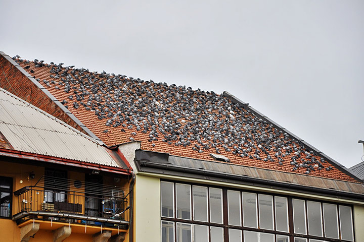 A2B Pest Control are able to install spikes to deter birds from roofs in Baildon. 