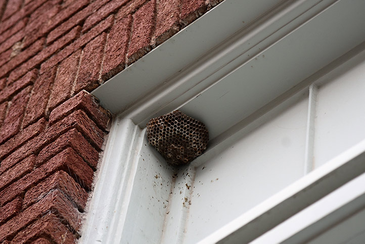 We provide a wasp nest removal service for domestic and commercial properties in Baildon.